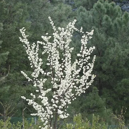 Quinta De Silvares