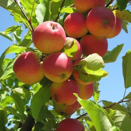 Quinta De Silvares Armamar