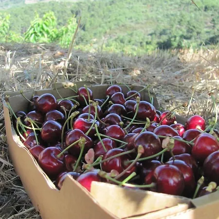 Quinta De Silvares